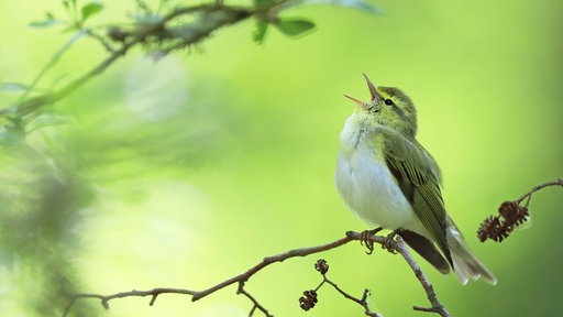 Waldlaubsaenger singt auf einem Ast sitzend im Wald