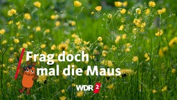 Frühlingswiese mit Hahnenfuß und Löwenzahn