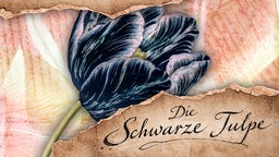 Eine schwarze Tulpe, darunter der Schriftzug: Die schwarze Tulpe.