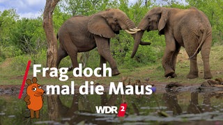 Kämpfende Elefantenbullen im Krüger-Nationalpark