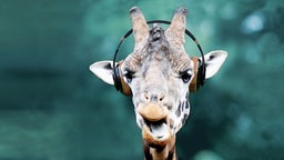 Symbolbild WDR Feature-Depot: Eine Giraffe trägt einen Kopfhörer