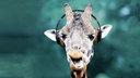 Symbolbild WDR Feature-Depot: Eine Giraffe trägt einen Kopfhörer