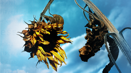 Bild einer vertrockneten Sonnenblume vor einem blauen Sommerhimmel.