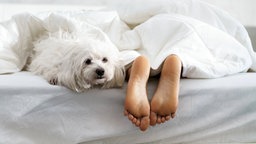 Hund im Bett