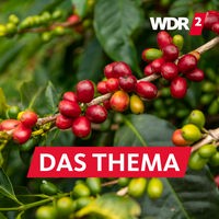 Kaffeebohnen der Sorte Arabica an einem Strauch auf einer Kaffeeplantage