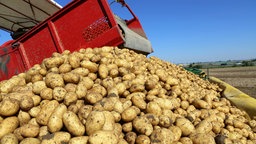 Kartoffelernte