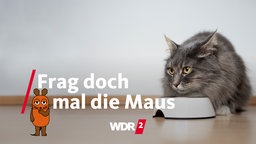 Katze vor einem Futternapf 
