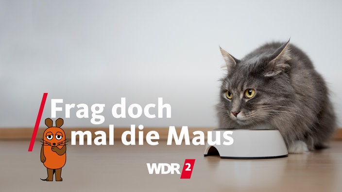 Katze vor einem Futternapf 