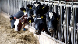 Das Beitragsbild des Dok5 "Warum mehr Platz nicht reicht" zeigt Milchkühe in einem Stall in der Eifel 2014
