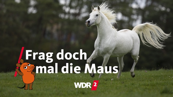 Schimmel im Galopp auf einer Wiese