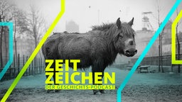 Das letzte Einhorn