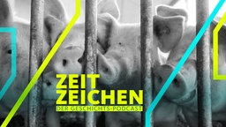 Schweine stehen in einem Schweinestall