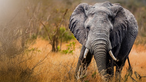 Ein Elefant im Kruger Nationalpark