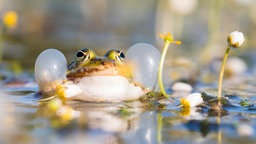 Ein Quakender Frosch.