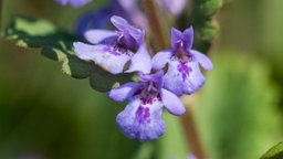 Nahaufnahme der violetten Blüten des Gundermanns.