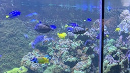 Blick auf ein Aquarium im Kölner Zoo.