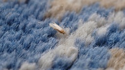 Eine Motte sitzt auf einem blau-weißen Wollteppich.