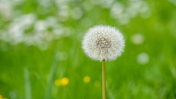 Pusteblume