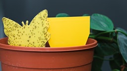 Eine gelbes Klebefalle in Form eines Schmetterlings, bedeckt von gefangenen Trauermücken, steckt in einem Pflanzentopf. 
