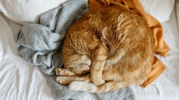 Eine Katze hat sich auf zwei Pullovern zusammengerollt