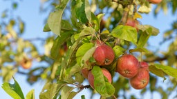 Äpfel am Apfelbaum (Malus)auf einer Streuobstwiese in Kempen am Niederrhein.