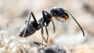 Am Bordstein einer Strasse krabbeln Ameisen. Die badische Gemeinde Schutterwald bei Offenburg wird derzeit von einer Ameisenplage heim gesucht. Große Mengen der als invasiv geltenden Ameisenart Tapinoma magnum ziehen durch das gesamte Örtchen.