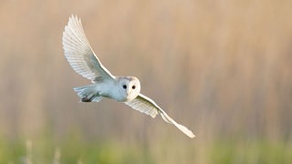 Die Schleiereule zählt zu den nominierten Arten für den "Vogel des Jahres"