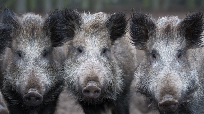Wildschweine schauen in das Objektiv einer Kamera.