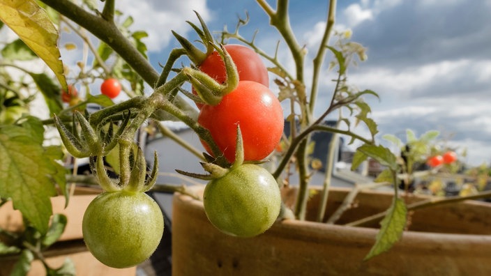 Klara liebt Tomaten. Sie hat eine Idee: Vielleicht kann sie selbst Tomaten anpflanzen?