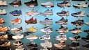 Sneaker in einem Geschäft