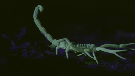 Ein Skorpion
