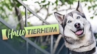 Ein Hund schaut in die Kamera, auf dem Bild der Schriftzug "Hallo Tierheim"