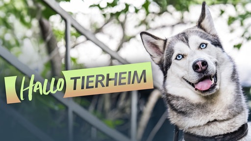 Ein Hund schaut in die Kamera, auf dem Bild der Schriftzug "Hallo Tierheim"