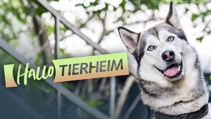 Ein Hund schaut in die Kamera, auf dem Bild der Schriftzug "Hallo Tierheim"