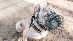 Das Bild zeigt sitzenden Hund. Er trägt einen Maulkorb.