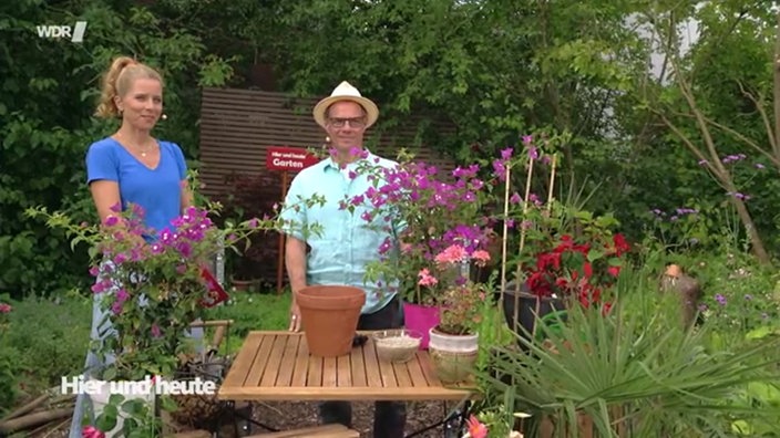 Bougainvillea mit Markus Phlippen