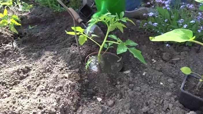 Tomatenpflanze in Beet eingesetzt