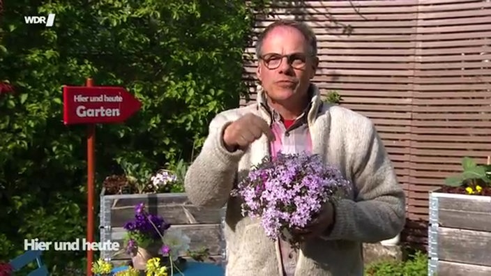 Schmetterlingsoase für Balkon und Garten