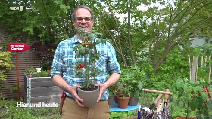 Tomaten und Gerätepflege
