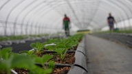 Streit um Mindestlohn für Saisonarbeitende in der Landwirtschaft