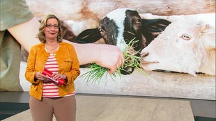 Moderatorin Yvonne Willicks