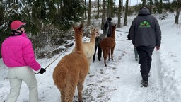 Das Bild zeigt Menschen auf einer Alpakawanderung.