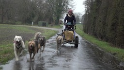 Das Bild zeigt einen Schlitten mit Hunden.