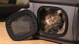 Das Bild zeigt eine Katze in einer Katzenbox.