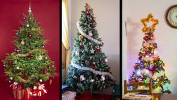 Das Bild zeigt drei verschieden dekorierte Weihnachtsbäume.