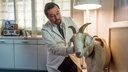 Prof. Boerne (Jan Josel Liefers) kümmert sich um Ziege Mimi.