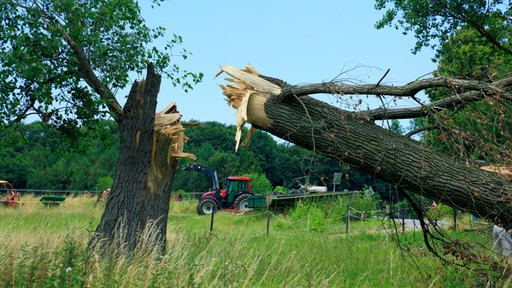  Sturmtief Ela – im Jahr 2014: umgeknickter Baum. 
