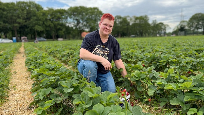 Frau pflückt Erdbeeren auf Feld