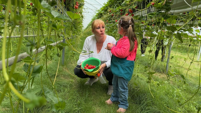 Mutter und KInd pflücken Früchte im Erdbeertunnel