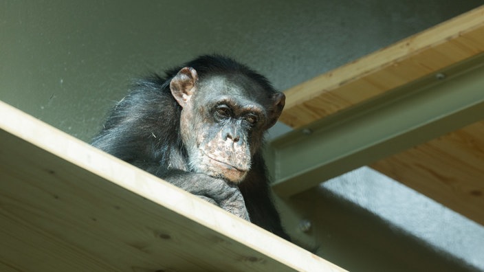 Der westafrikanische Schimpanse Bally im Krefelder Zoo